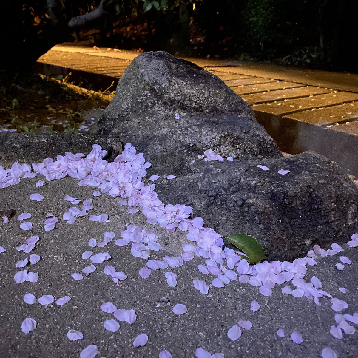 今が最高ですね…宿の桜🌸
今年は中段の広場に夜間照明を増やして良かったです。
夜も撮影に来てくださってる方が多くなったように見受けられます。
尾道水道を挟んで対岸の千光寺山を背景にすること桜もまたいいと思います。
　ただ今日から勢いよく散り始めましたよ…お早めに。