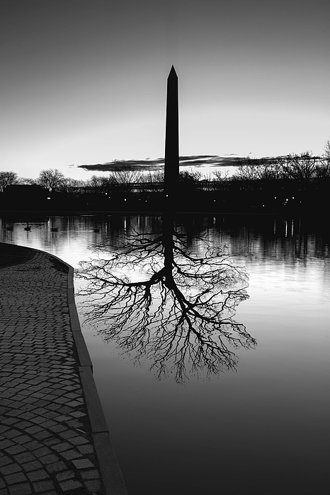 CopenhaverPhoto's tweet photo. New artwork for sale! - "Washington DC Roots" - https://t.co/VxixN1Tium @fineartamerica https://t.co/cdgQTpe9N7