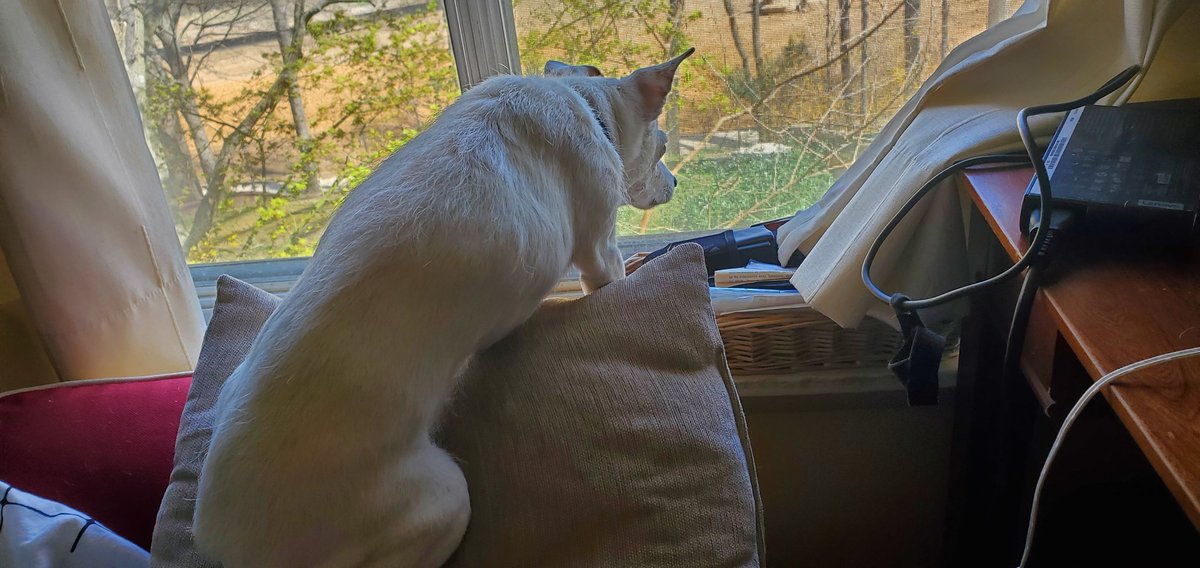 DaJackRussell's tweet photo. Deffo something going on there that needs investigating #daSherlock #windowgazing #curiositydoesnotkilldogs ๐พ https://t.co/Hbb5i6h7Kp