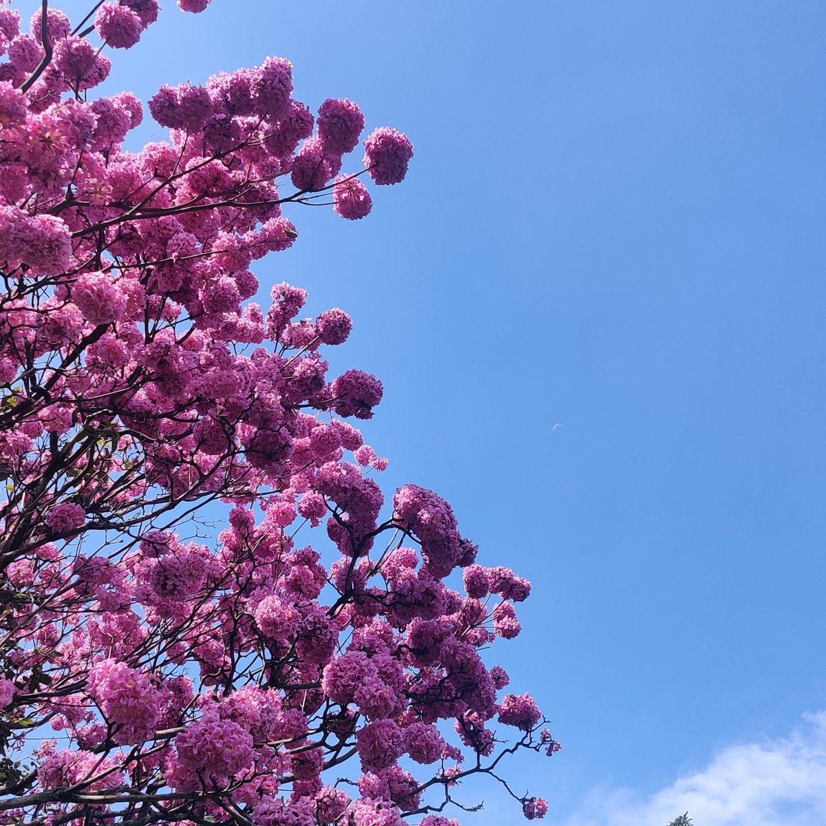 _waabi_saabi_'s tweet photo. 1/ These days when we talk about Bangalore, we only seem to talk about..

🧑‍💻 techbros &amp; termsheets 😮‍💨

And OFC now, pink Bengaluru🌸

But do you know who was behind the (literal) seed investment 🌱

for these pink trumpet trees? 👀 https://t.co/GJZkNxNJYM