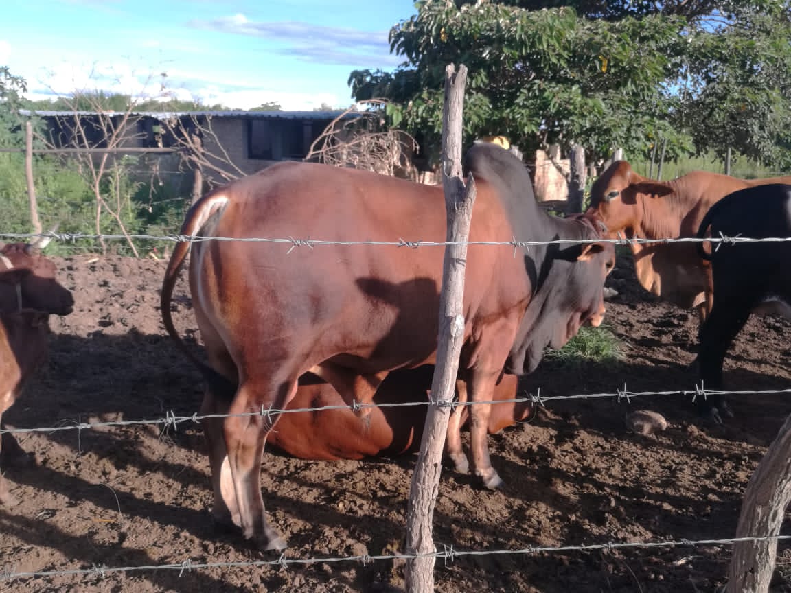 Kariks Meats and Farm tweet media