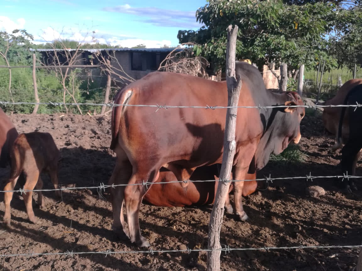 Kariks Meats and Farm tweet media