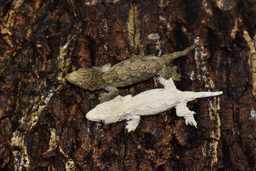 Leachianus in New Collar
Looking forward to it