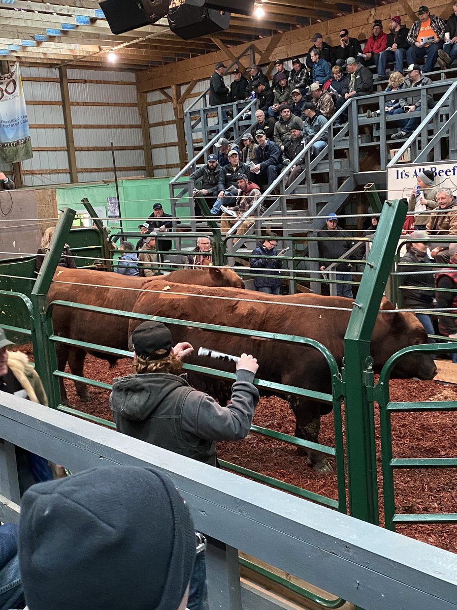Ronnie Ford (@ronnief08152137) on Twitter photo Strong prices for Red Angus bulls at Maritime Beef Test Society April 1,2023. The average price was $4800. Top selling bull - Red OLTN Kodiak 12K for $6000 owned by Victor & Wyatt Oulton selling to Stephen Wood , PEI. <a href="/maritimeangus/">maritimeangus</a> <a href="/cdnangus/">Canadian Angus</a> <a href="/peicattle/">Prince Edward Island Cattle Producers</a> <a href="/NSCattle/">Nova Scotia Cattle Producers</a> <a href="/BovinsNBCattle/">NB Cattle Producers</a> Strong prices for Red Angus bulls at Maritime Beef Test Society April 1,2023. The average price was $4800. Top selling bull - Red OLTN Kodiak 12K for $6000 owned by Victor & Wyatt Oulton selling to Stephen Wood , PEI. <a href="/maritimeangus/">maritimeangus</a> <a href="/cdnangus/">Canadian Angus</a> <a href="/peicattle/">Prince Edward Island Cattle Producers</a> <a href="/NSCattle/">Nova Scotia Cattle Producers</a> <a href="/BovinsNBCattle/">NB Cattle Producers</a>