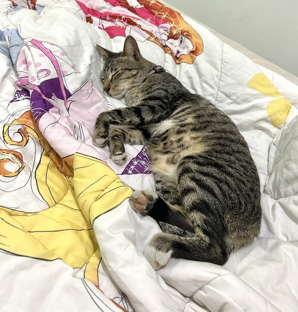 KochengFess v2 tweet media