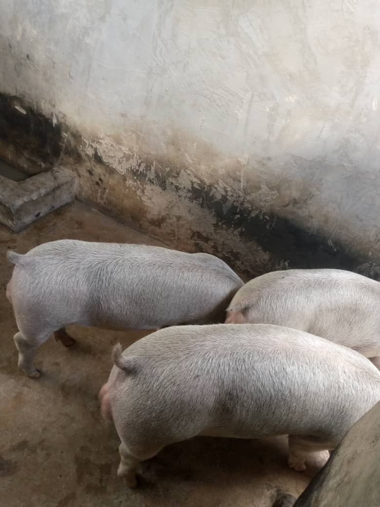 Kariks Meats and Farm tweet media