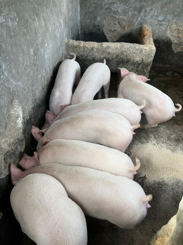 Kariks Meats and Farm tweet media