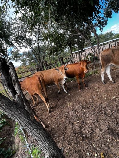 Kariks Meats and Farm tweet media