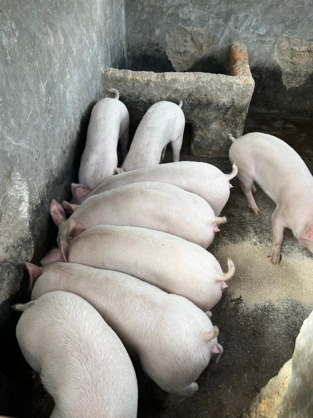 Kariks Meats and Farm tweet media