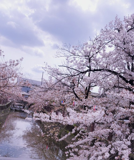 星野るなのTwitter画像37