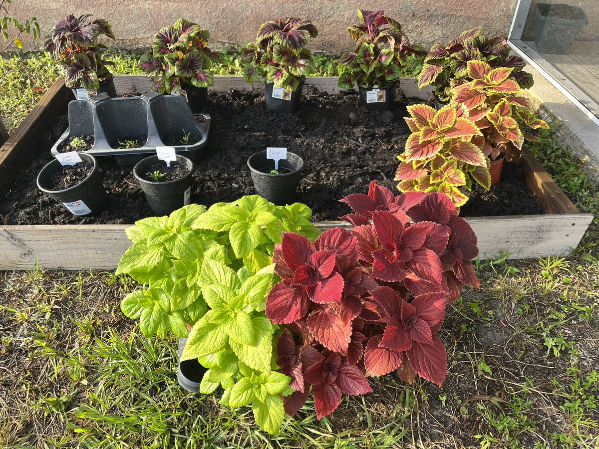 Garden update ❤️
My sprouts are doing their thang, and my coleus are slowly growing 💪🏽
I got more plant babies but I’m just showing ya’ll my coleus I know that’s all ya’ll care about 😂😂 
#gardening #homedecor #home #adultlife