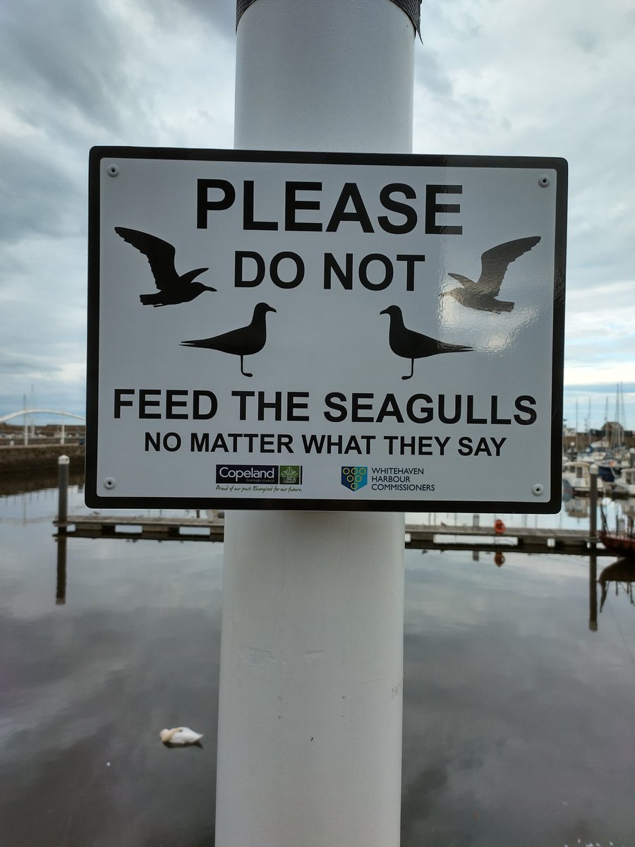 thisisjovial's tweet photo. @Matthew_Coman @kejamieson_ The animals are clever in Whitehaven https://t.co/Hh13mysLt8