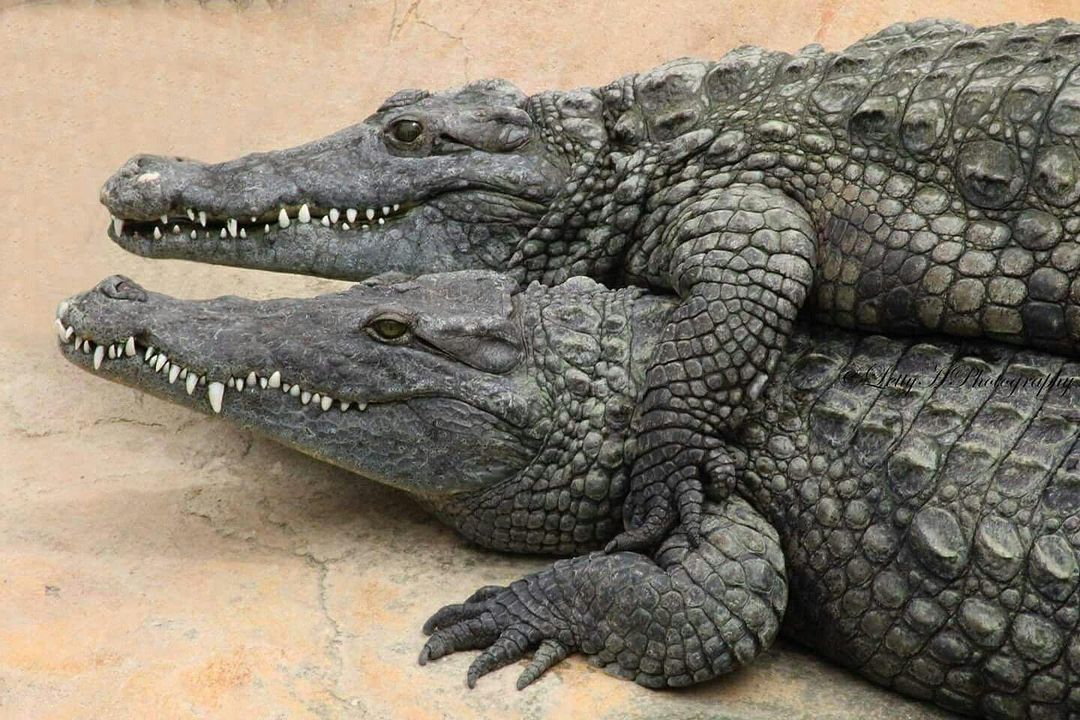 GatorsDaily's tweet photo. they are in love https://t.co/iJ42ejkoK7