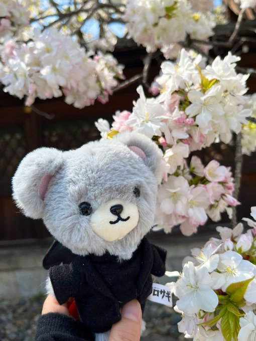 平野神社へ⛩🌸桜の可愛い絵馬は98％くらい紫耀くんとキンプリちゃんの幸せを願うものばかり😌♥️紫耀くん愛されてる🌸桜も絵