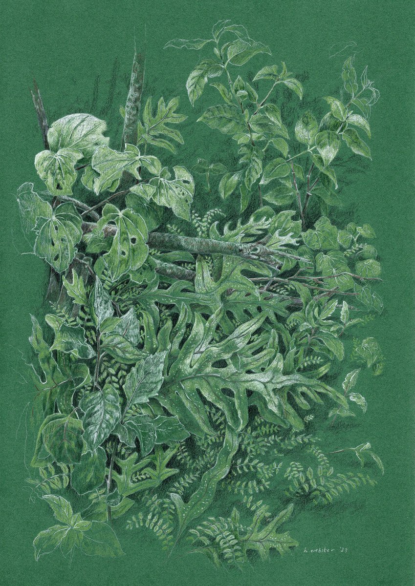 NewYork_CM's tweet image. Meet Hannah Webster, our April illustrator for #CMMovement! Her work is inspired by her love of the outdoors — walks in native bush, biking around the South Coast bays, or swimming in warm bodies of water. Explore some of Hannah’s favorite works 👉  buff.ly/3lVEr7M