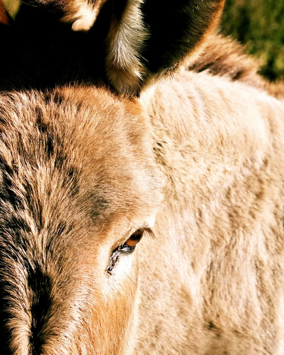 kinseyatoz's tweet image. &quot;Behold, your king is coming to you;
He is just and endowed with salvation,
Humble, and mounted on a donkey,
Even on a colt, the foal of a donkey.&quot; Zechariah 9:9 #palmsunday #triumphantentryofjesus #humbleservant