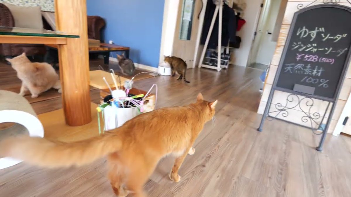 MeowMoeDotCom's tweet photo. 【#ソマリ】朝のMONTAです。みんな歩き回っています
 
https://t.co/pmMizf35Q4
 
#mainecoon #4K60p10bit #CatCafeJapan #CatVideos #GH6 #Neko #SomaliCat https://t.co/JemvHCN7XQ