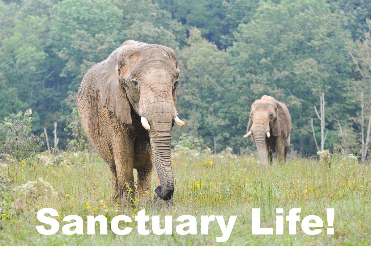 Malika, Noor Jehan, Sonu &amp; Madhubala require space, freedom, enrichments &amp; species appropriate diet 🐘's suffer in captivity. Safari park is not a suitable location please consider release to sanctuary? <a href="/BBhuttoZardari/">Bilawal Bhutto Zardari</a> <a href="/AseefaBZ/">Aseefa B Zardari</a> <a href="/AAliZardari/">AsifAliZardari</a> #KarachiZoo