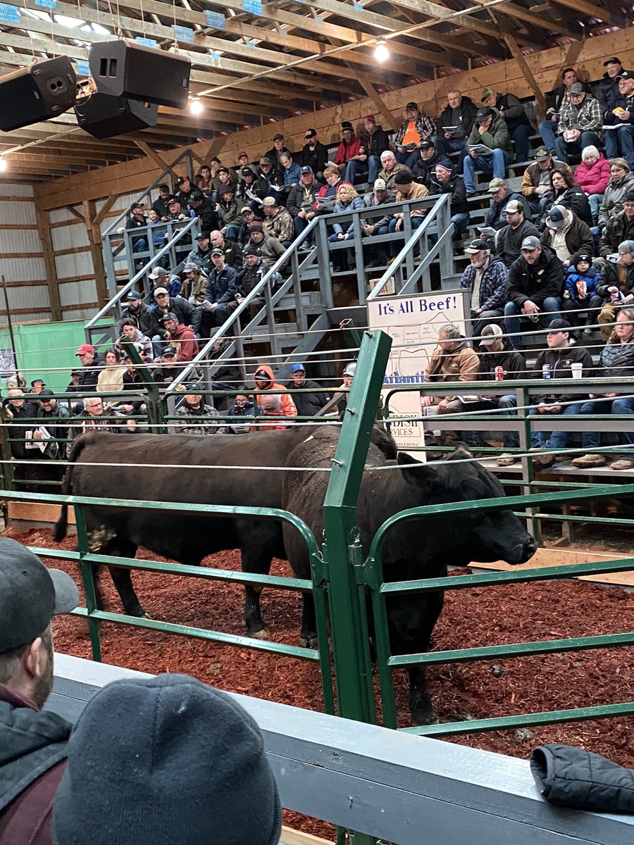 Ronnie Ford (@ronnief08152137) on Twitter photo Strong demand for Black Angus bulls at Maritime Beef Test Society on April 1st. Average price was $6420 for the 9 bulls. Top seller was Melvern Rave 30K owned by Bill&Richard Armstrong selling at $9250. <a href="/maritimeangus/">maritimeangus</a> <a href="/peicattle/">Prince Edward Island Cattle Producers</a> <a href="/BovinsNBCattle/">NB Cattle Producers</a> <a href="/cdnangus/">Canadian Angus</a> Strong demand for Black Angus bulls at Maritime Beef Test Society on April 1st. Average price was $6420 for the 9 bulls. Top seller was Melvern Rave 30K owned by Bill&Richard Armstrong selling at $9250. <a href="/maritimeangus/">maritimeangus</a> <a href="/peicattle/">Prince Edward Island Cattle Producers</a> <a href="/BovinsNBCattle/">NB Cattle Producers</a> <a href="/cdnangus/">Canadian Angus</a>
