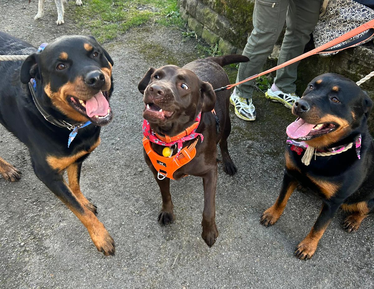 adele_major's tweet photo. @june_rainford @MioCareGroup Perfect weather with our wonderful woofers. https://t.co/AyFtWyCyzY