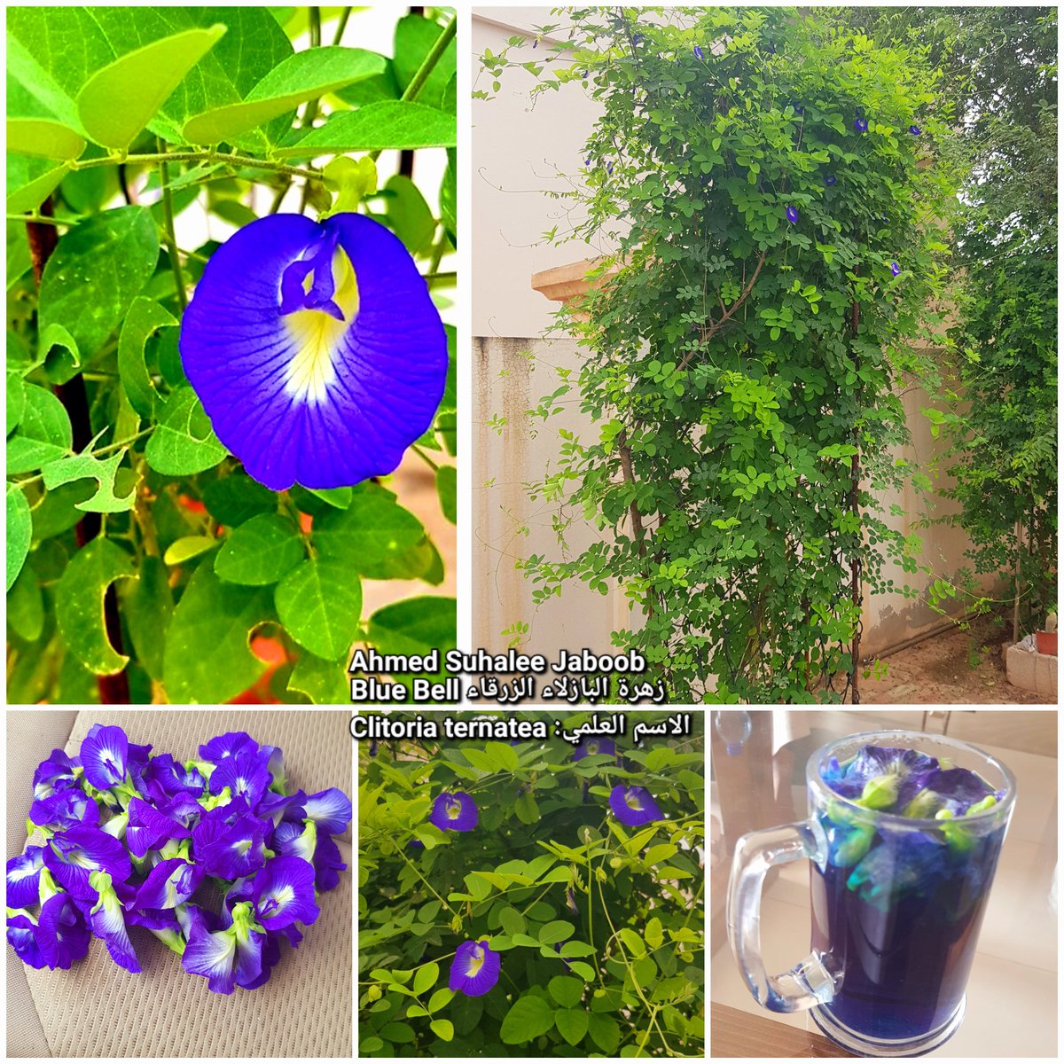 jaboobahmed7's tweet photo. زهرة البازلاء الزرقاء #Blue_Bell
  باللآتيني #Clitoria_ternatea
عشبة كرمية متسلقة مزهرة ، تستخدم زهورها كملون للأطعمة والسلطات، وكذلك كشاي ولها فوائد متعددة. غير أهميتها الغذائية تتزين بها حدائق المنازل. ( من حديقة المنزل)
 #ظفار #فلورا_عمان https://t.co/b22Xz8iBMz