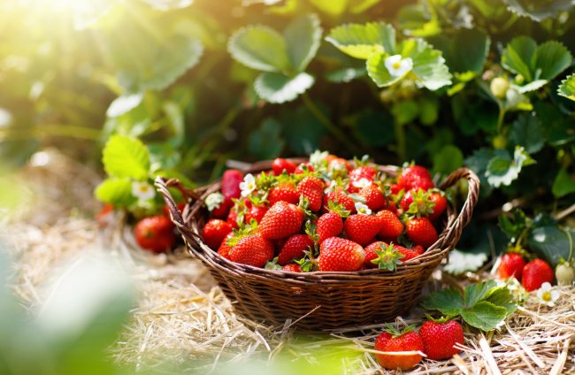 DamFitness's tweet photo. Frutas y verduras de abril..

#Fresas #Arándano #Grosella #Zanahoria #Espárragotriguero #Alo #Fitness #Abril #Salud #Nutrición 🍓🫐🍌

https://t.co/cd3LcnNBcA https://t.co/YpDYq2psla