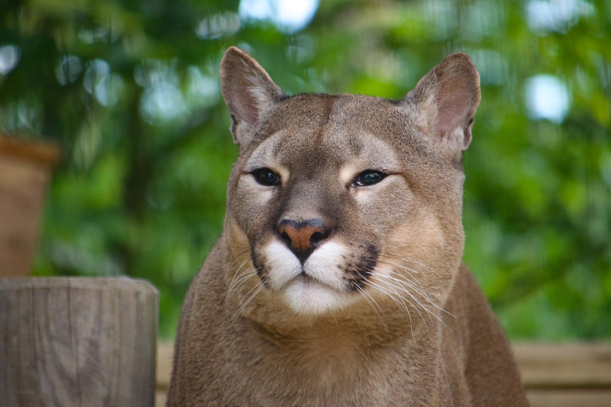 Did you know you can #adopt Nigel our beautiful #Puma ?? 
Nigel is a favourite at the park and you can get a special resin cast of his #paw in your adoption pack! 
Find out more on our website:
lincswildlife.com 

#animals #cat #wildlifepark #lincswildlifepark #Nigel