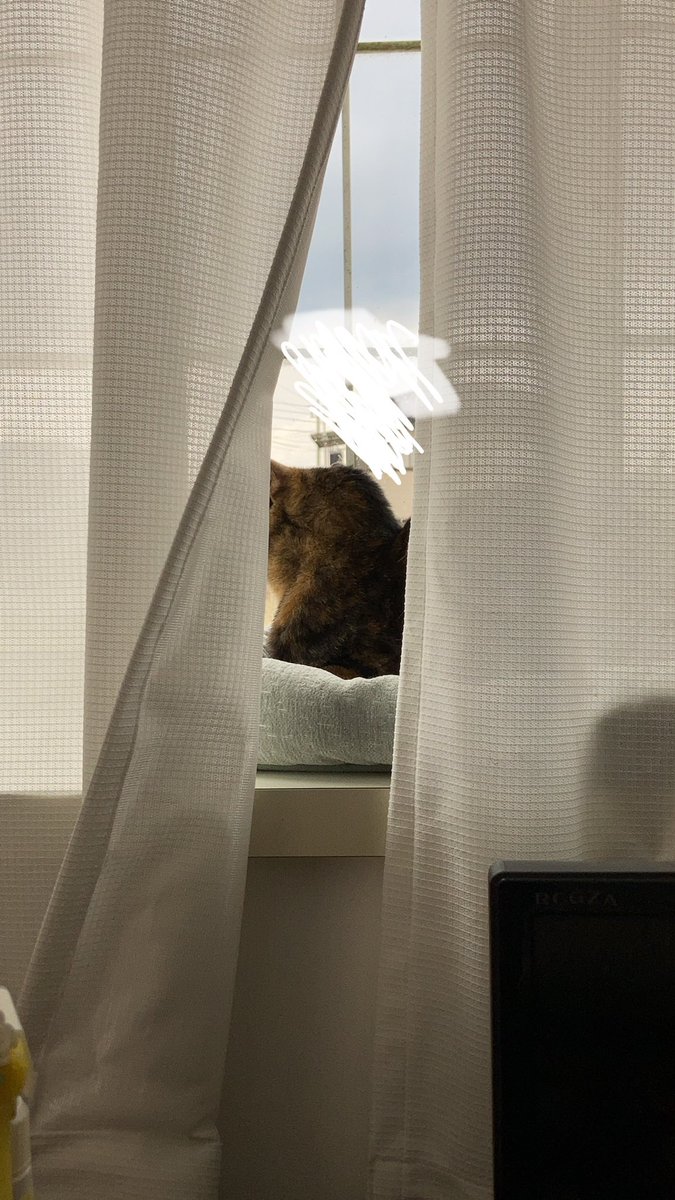 Tora_Azuki's tweet photo. 263日目。出窓とベッド。あずとらの最近のお気に入りの場所。
#ねこ #あずき #とらじろう #つぶあん #お気に入り #黄昏時 #丸顔 #爆睡 #猫のいる暮らし #cat #adoptedcat #favorite #daydream #roundshape #relaxing #sleep #catlife https://t.co/ObzJdwr6NS