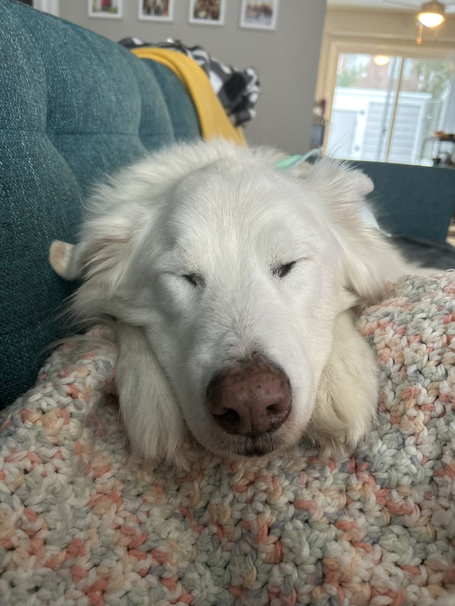 I said goodbye to the best boy a week ago. He let me know he was tired and ready to join his sister across the rainbow bridge 🌈❤️. I miss him terribly but have been adjusting to no dogs at home. 13.5 years will never be long enough, rest easy Chunk.