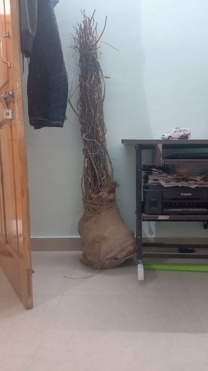 Kiwi plants. Allisom