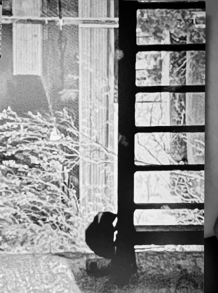 mooncougar61's tweet image. bee 🐝 advised I don’t give a #ratsass what anyone thinks about moi on social media platform? At least my quest to meet you got me out of this #ratinfested apartment I was 💰 good money 💵 for So I 🪵 woodent take nothin for my journey now got to make it to heaven 🎶 somehow