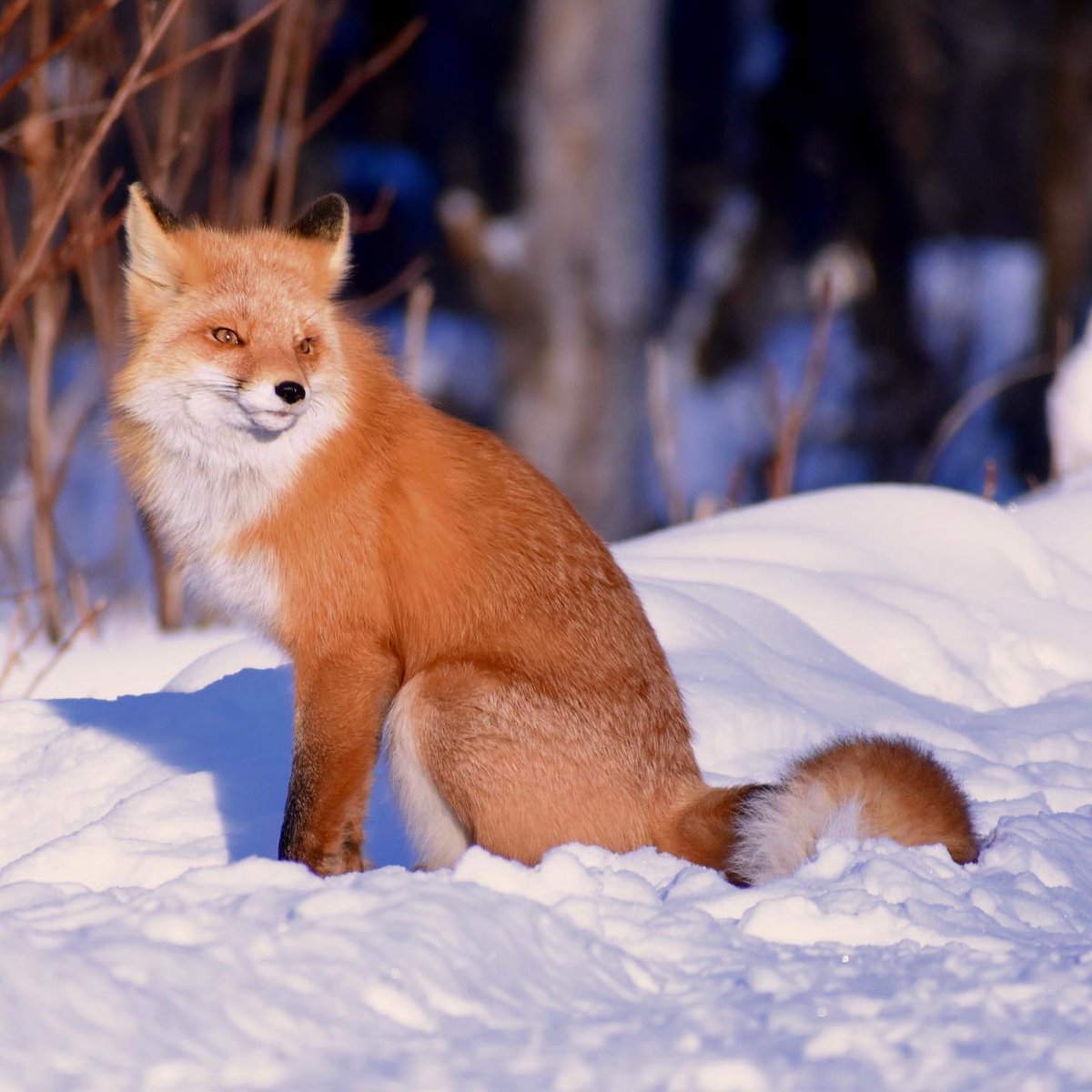 A #fox is a wolf who sends flowers.” ~ Ruth Brown.
#animals #MadeinChina