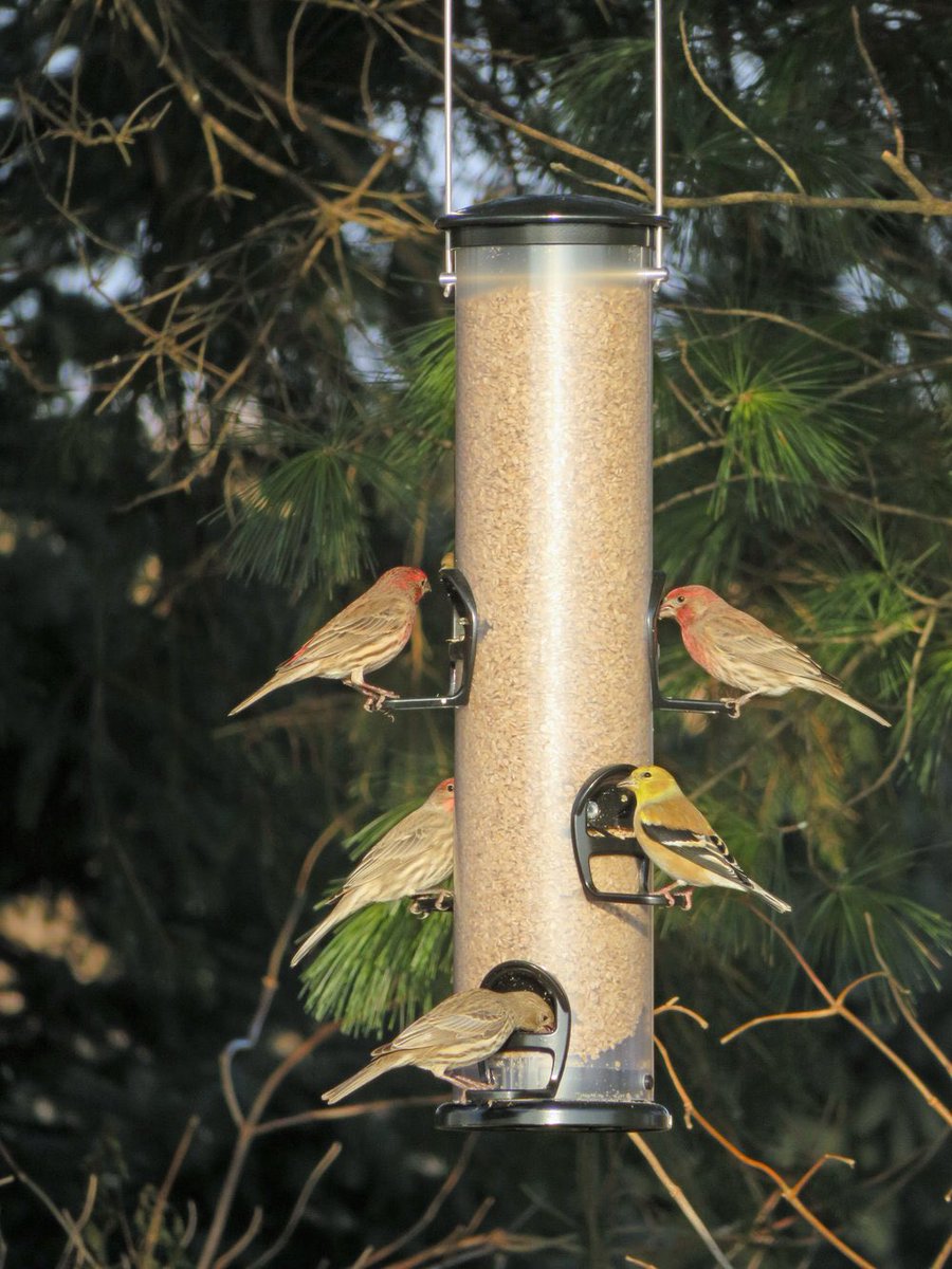 BRWildlifeCtr's tweet photo. Mycoplasmosis is an infection caused by bacteria that’s often spread by bird feeders. Infected birds flock to feeders, touching their eyes &amp; face to the feeder to eat. Healthy birds come in after &amp; do the same, becoming infected themselves. 📸 by Mark Martin https://t.co/uSmGHoPB8H