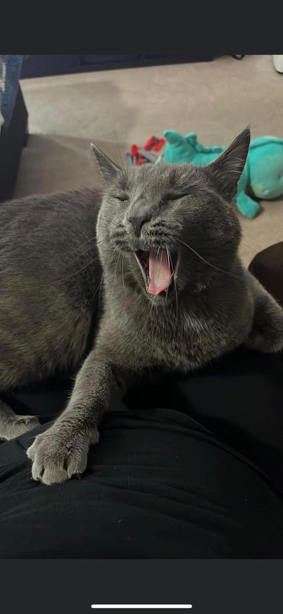 LOST PETS YYC tweet media