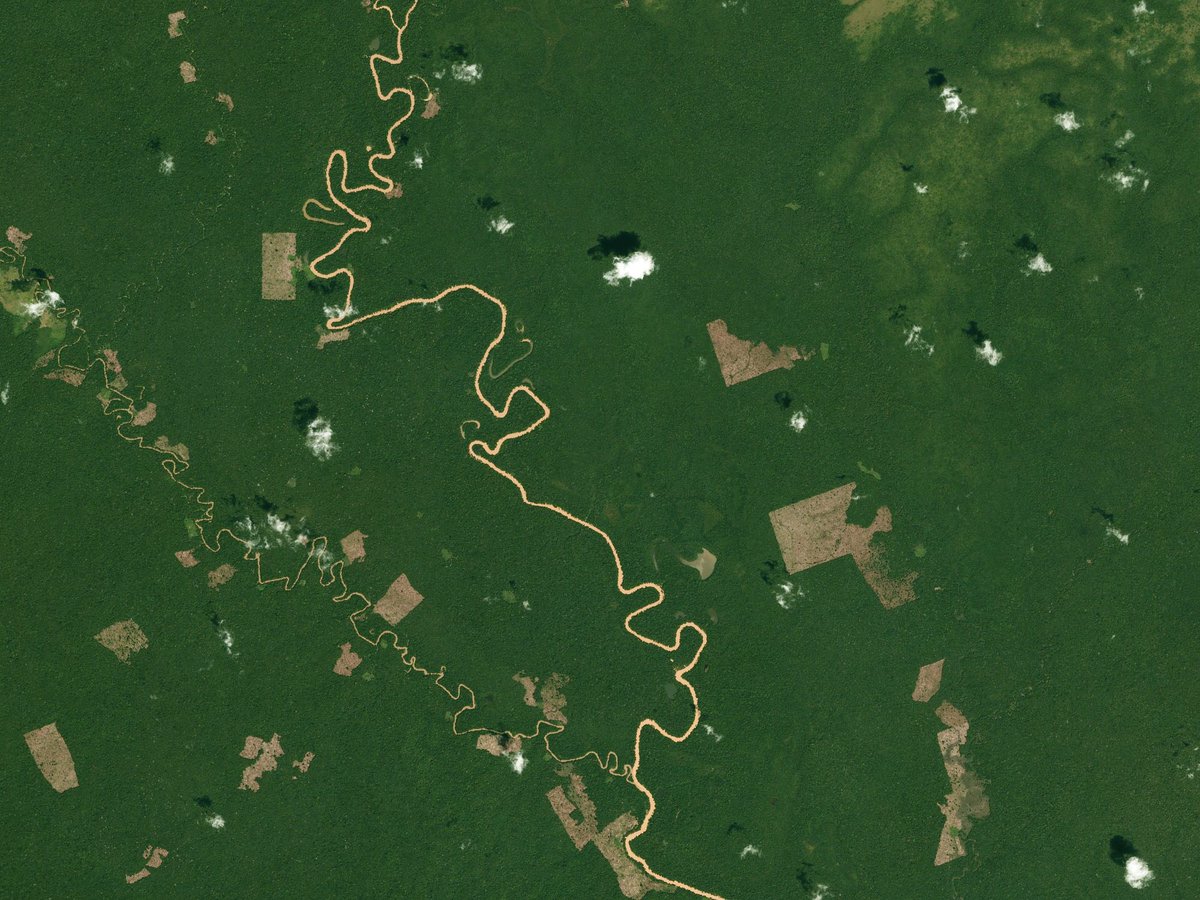 Yobanygf's tweet photo. Deforestación del ParqueNacional Chiribiquete en la mayor parte de la zona derecha del río Yarí entre 2017 a 2021. 
Imágenes misión Sentinel 2 de ESA. https://t.co/KgTkaIvSXX