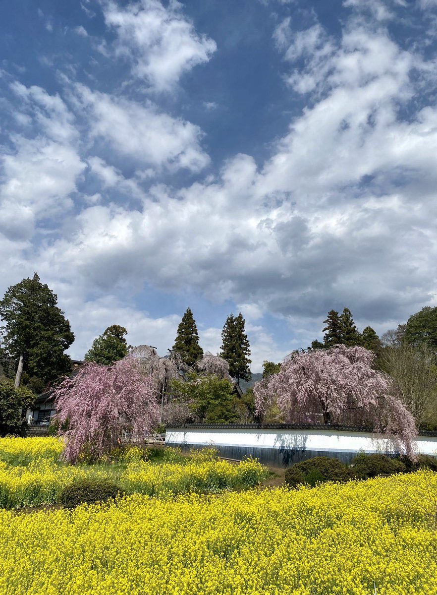 ToiroJapanese's tweet image. 母が送ってくれました。
樹齢300年以上の枝垂れ桜です😳

Vocab🌸
母　(haha) mother
送る（okuru) to send
〜てくれる（te kureru) 【N4】sb do a favor for me

樹齢（jurei) age of a tree
〜年（nen) year(s)
〜以上（..ijoo) ..or more

枝垂れ桜　（shidare zakura) weeping cherry blossom