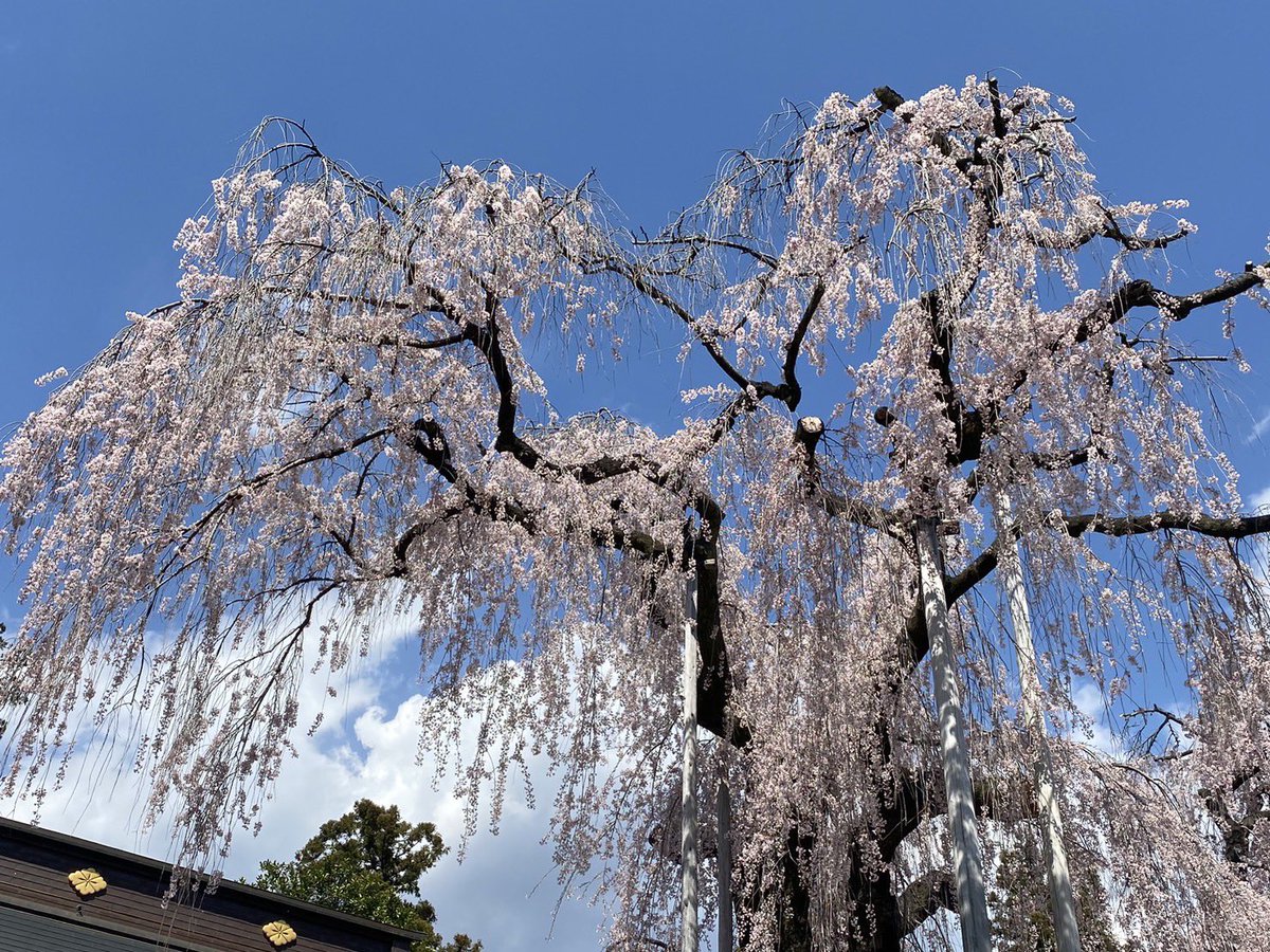 ToiroJapanese's tweet image. 母が送ってくれました。
樹齢300年以上の枝垂れ桜です😳

Vocab🌸
母　(haha) mother
送る（okuru) to send
〜てくれる（te kureru) 【N4】sb do a favor for me

樹齢（jurei) age of a tree
〜年（nen) year(s)
〜以上（..ijoo) ..or more

枝垂れ桜　（shidare zakura) weeping cherry blossom