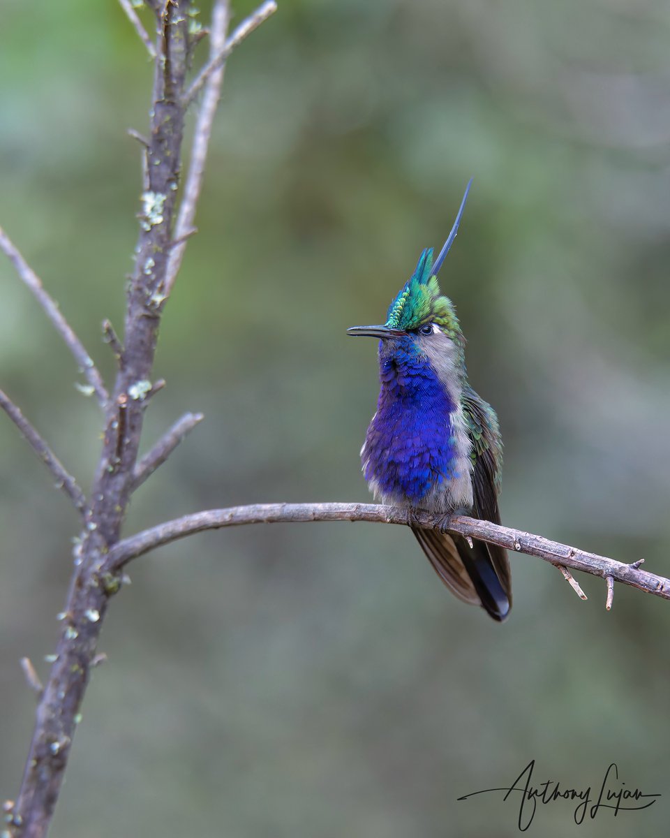 Green-crowned Plovercrest
Stephanoxis lalandi
Endemic to Brazil
Brazil
#alhummingbirdperched

#greencrownedplovercrest #Brazil #brazilendemic #endemictobrazil #Brazilhummingbirds #hummingbirdsofbrazil #hummingbirds #earthcapture #natgeo #bbcearth #your_best_birds #nuts_about_b...