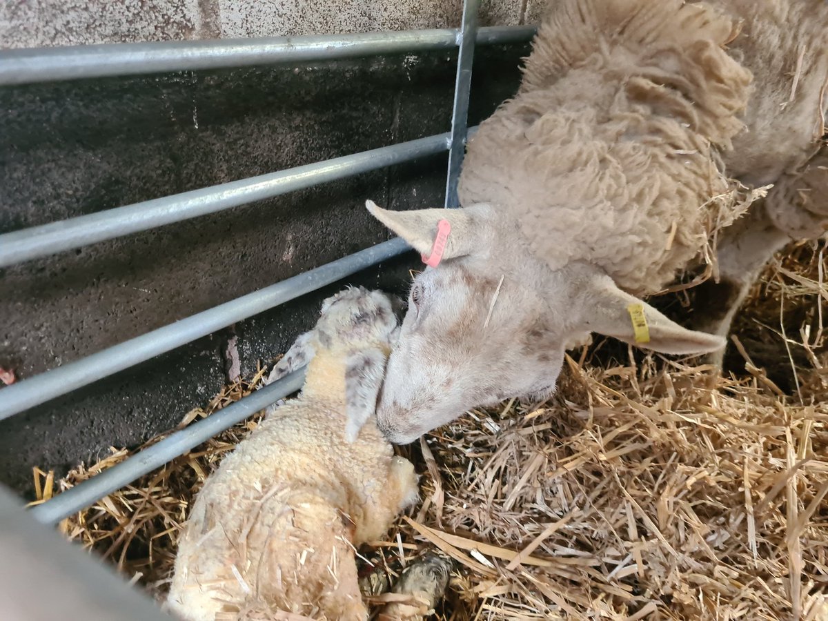AlJohnston06's tweet photo. Tupping was done to coordinate lambing with the Easter holidays for the boys and for non teaching weeks for me. Perfect timing as we have started https://t.co/JzZxbYyOuU