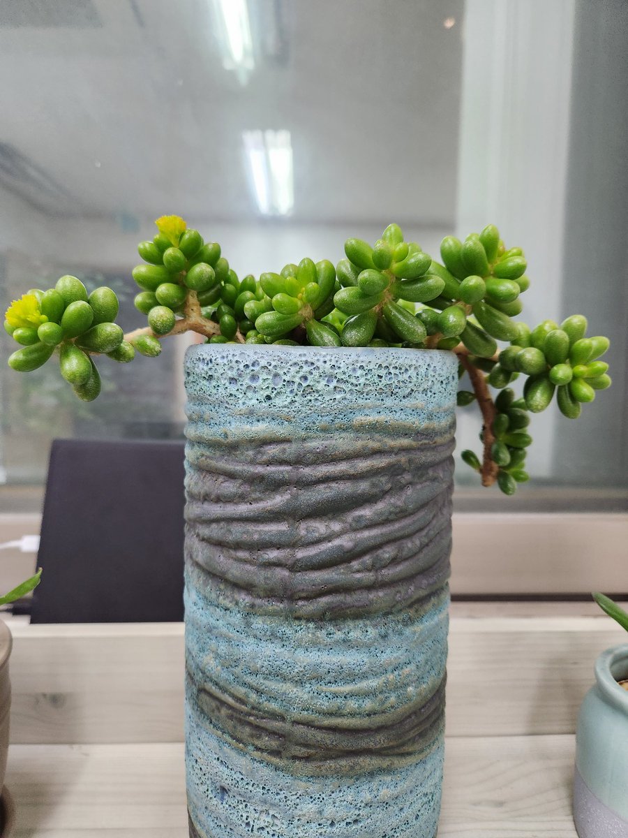 somfur0505's tweet image. #다육키우기
녹귀란 이라해요
청포도 같은 이 아이의 이름은 거북알처럼 생겼당새서 녹귀란이라하네요
길게 죽죽 뻗어내려오는 모습과 오동통한 모습에 키워보기로 했어요