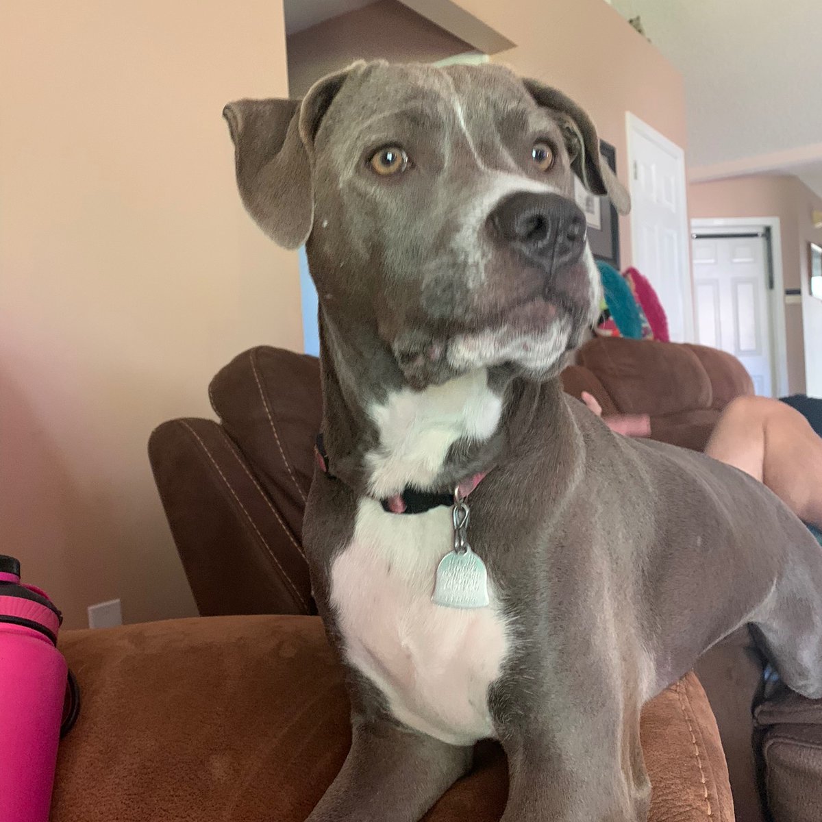 I  declare  its  Sunday  Funday ❤️🐶🐾
#dogs #dogsoftwitter #DogsOnTwitter #CatsOfTwitter #woof #bark #dogsarefamily #pets #petslovers #doglovers