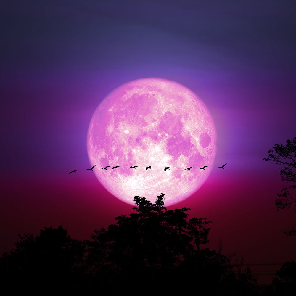 EnsedeCiencia's tweet photo. La luna rosa de abril está por llegar: Cuándo y cómo ver este espectacular evento 😱👇 https://t.co/Apt0RryShR