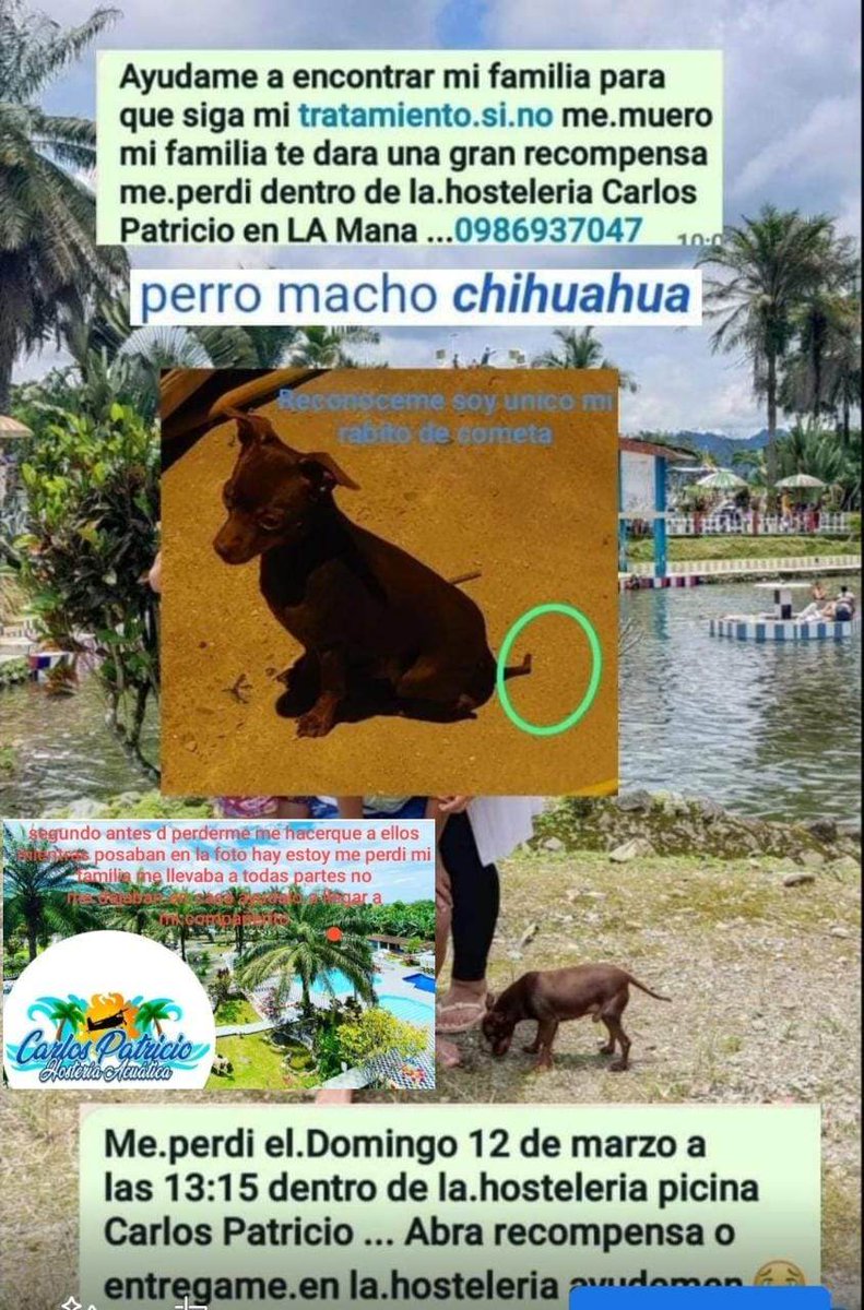 #PERDIDO #COTOPAXI
Nombre: #CHOCOLATE
Fecha: 12/03/23
Sector: Centro, La Mana, Hosteleria piscina Carlos Patricio.
Sexo: Macho.
Raza: Chihuahua.
Obsv.: Cafesito y en el rabito una punta doblada.
Contacto: 0980930669
¡Ayúdalo a volver con su familia!
#AlertaMePerdí
