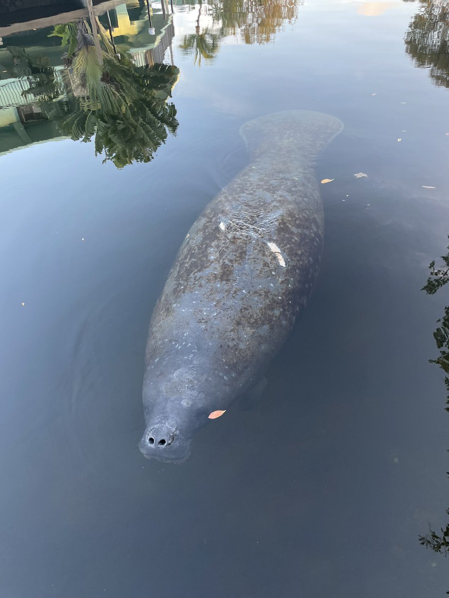 GHSMarineBio's tweet photo. A few snaps that show our evening last night! Our manatee friend liked our new boat! @smokercraftboat stayed tuned for more photos today! https://t.co/6Nq6wXyUSA