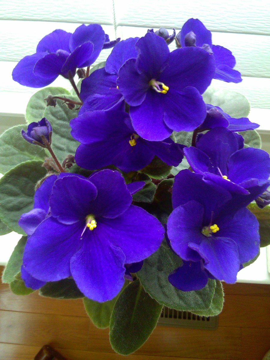 crystal63's tweet image. #Matthew20~“So the LaSt wiLL~B~1st, *&amp;amp;~#the1stWiLLbeLaSt."
WhiLe going up~2~Jerusalem~Jesus took the 12 disCipLes aSide privateLy~&amp;amp;~Said 2~them~On The Way: “Listen! We R going up 2~JeruSaLem. The Son of Man wiLL~B~handed over~2~the chief priests~&amp;amp;~scribes, &amp;amp;~*they wiLL. . .✝️🛐🕊️