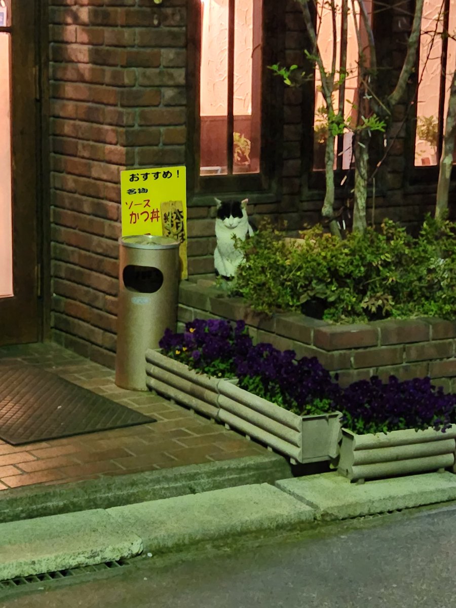 purukome's tweet photo. 帰り道
#GLAMHOUSE
を眺め、駅前の書店寄って
(ここもなんソーのとこにpopあった)
#門山せん
残念ながら準備中だった…
でもその場いたGNU民さんと
可愛らしいฅ^•ω•^ฅヲタ撮りながら
お話してたら
陽気なおば様達が店から出てきて
「あら、���しかして井口君となんかあるの?」 https://t.co/s7L1dOnazZ