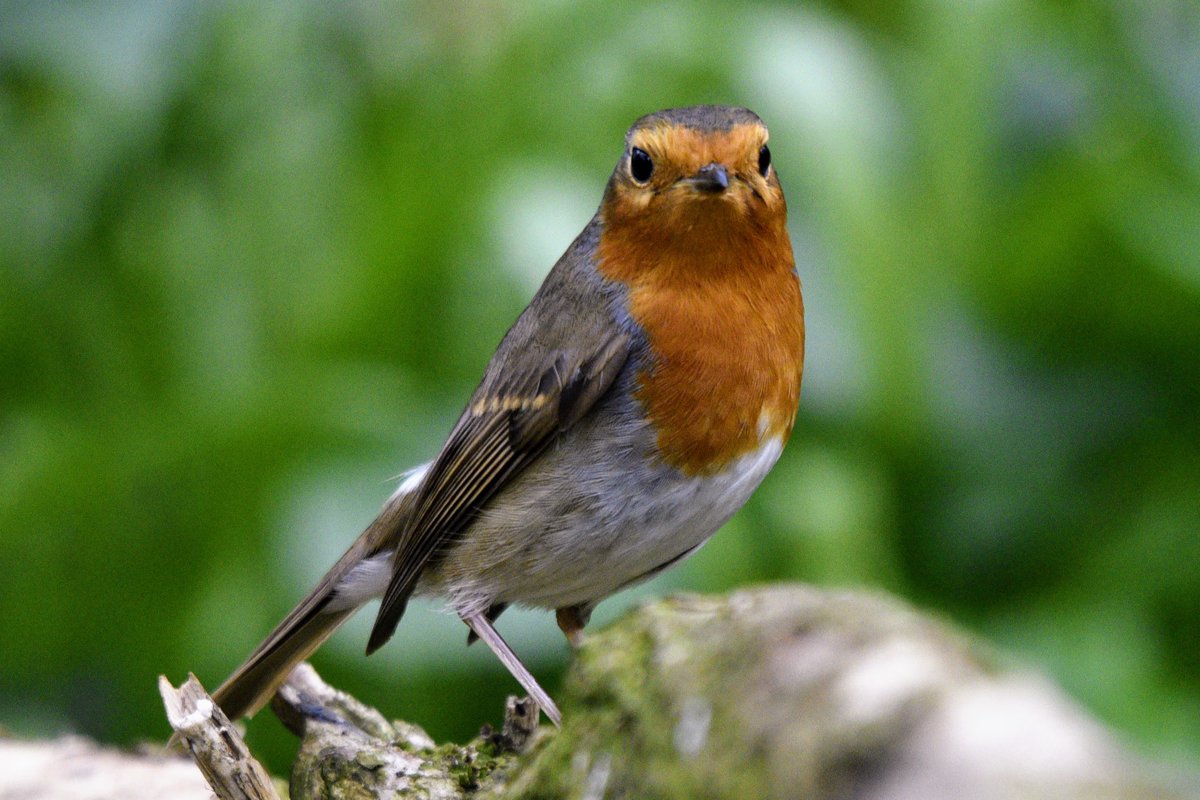 Robin taking a serious pose for me this afternoon and of course looking fabulous with it! #robin #birds #nature #photography