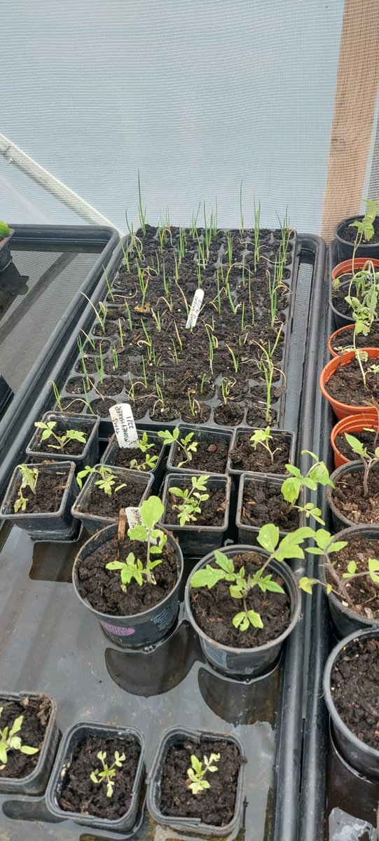 daveontheplot's tweet photo. Getting ready for the growing season now, love seeing these thrive! #polytunnellife #growyourown #veggies #allotment #life #2023season #grownfromseed #allotments #vegepatch #HappySunday https://t.co/LZotwno6U5