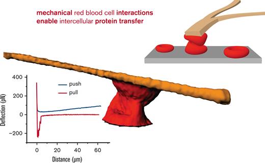 Mechanical stimulation leads to tether formation between human RBCs, which may mediate protein transfer, a key for a new treatment concept. loom.ly/_kQ8fpo #redcellsironanderythropoiesis