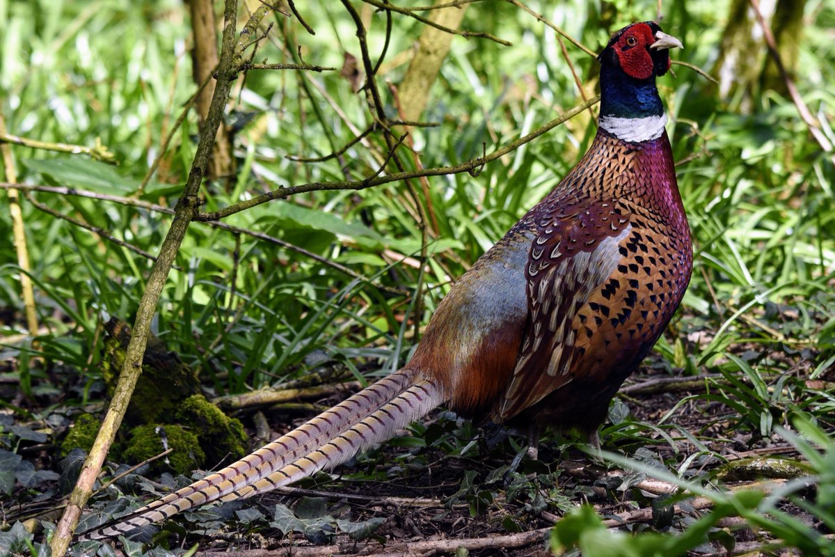 Having just posted dear robin.. our favourite woodland pheasant was not to be outdone this afternoon. Making a serious attempt at an almost regal looking pose.. hold your head high Bud! #birds #nature #photography